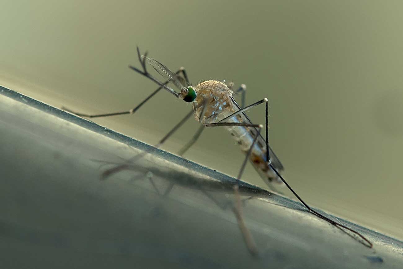 www.galerie-insecte.org/galerie/image/dos110/temp/_dsc2848.jpg