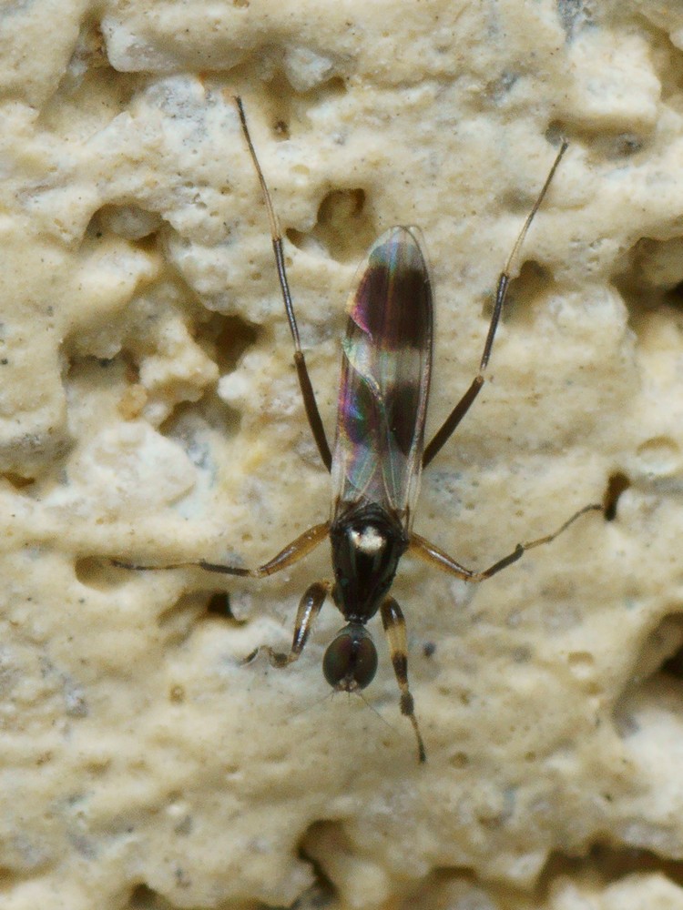 www.galerie-insecte.org/galerie/image/dos110/temp/nb02084r1.h170_1.jpg