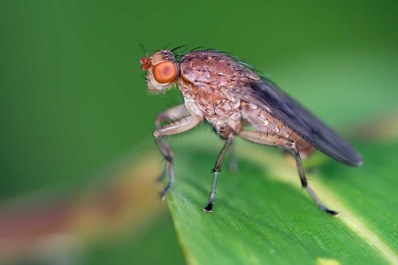 www.galerie-insecte.org/galerie/image/dos111/temp/_dss0654.jpg