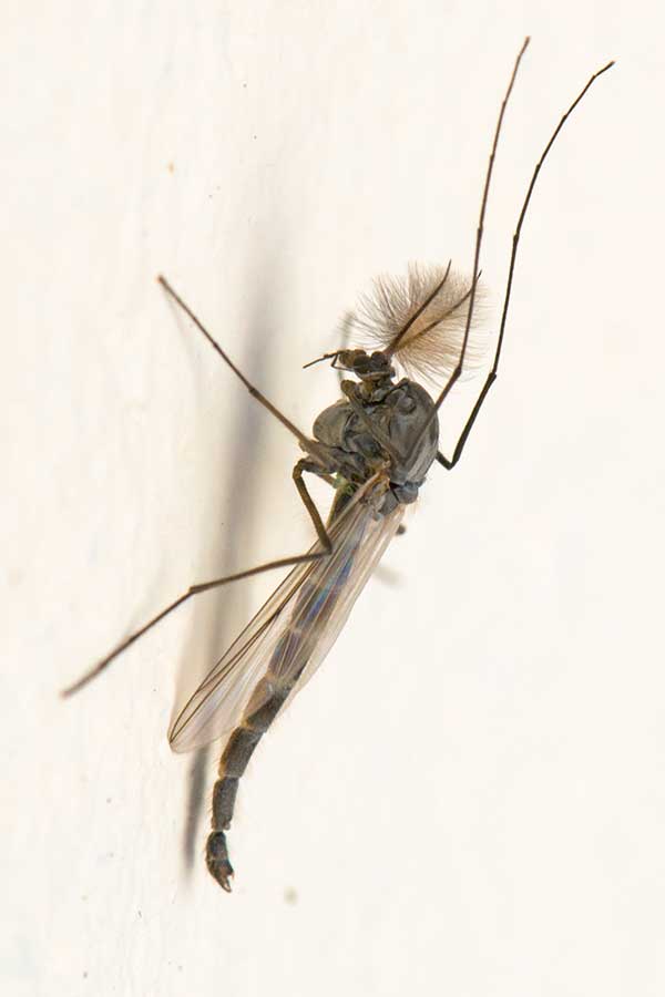 www.galerie-insecte.org/galerie/image/dos115/temp/_dss2904.jpg