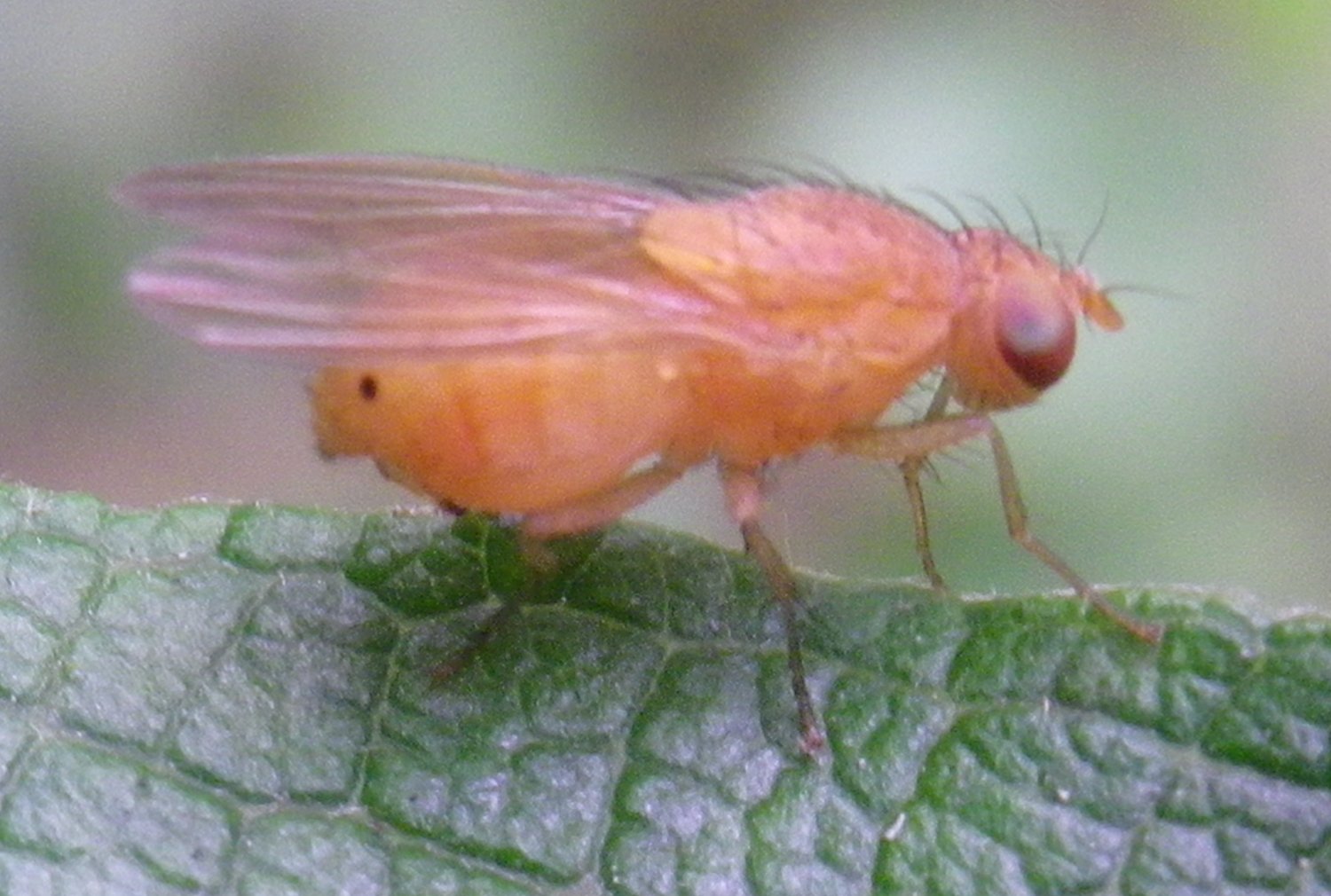 www.galerie-insecte.org/galerie/image/dos167/temp/mouche_2_lesrout.jpg
