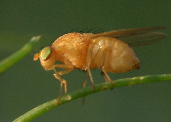 www.galerie-insecte.org/galerie/image/dos20/temp/186_8624_aux_yeu.jpg