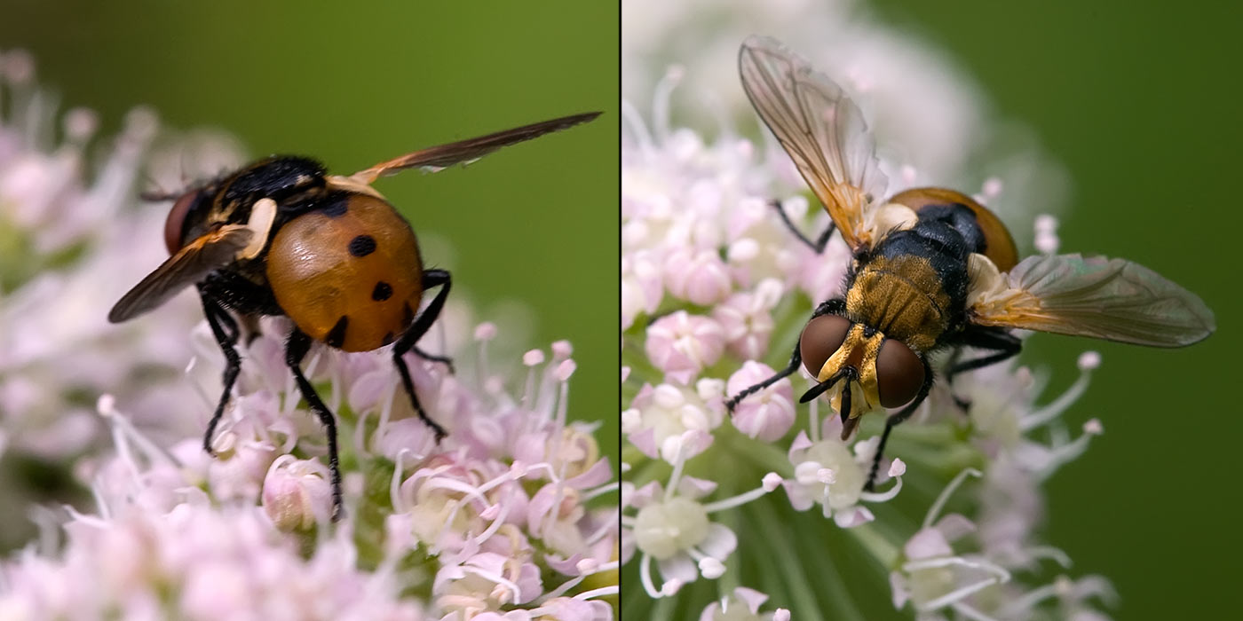 www.galerie-insecte.org/galerie/image/dos93/temp/gymnosoma.jpg