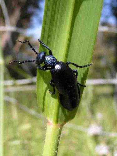 Meloe violaceus