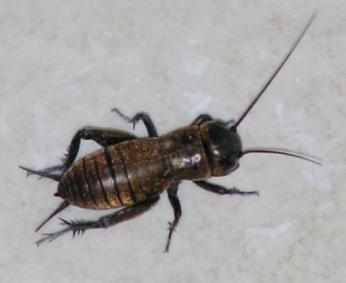 Réf. 556 : Gryllus campestris