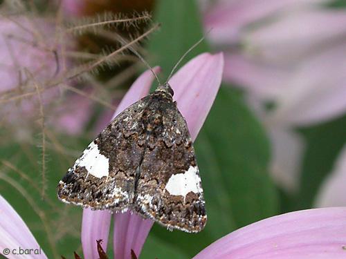 Réf. 827 : Tyta luctuosa