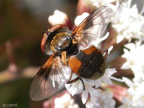 Réf. 889 : Ectophasia sp.
