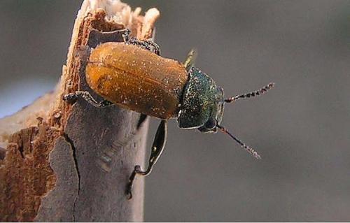 Réf. 234 : Labidostomis sp.