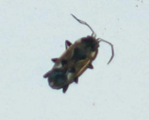 Rhyparochromus vulgaris