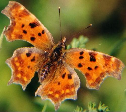 Réf. 9 : Polygonia c-album