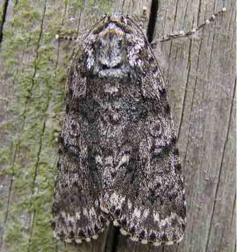 Réf. 58 : Acronicta rumicis
