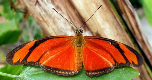 Réf. 758 : Dryas iulia
