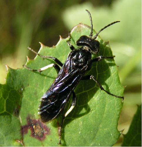 Réf. 168 : Cephaledo bifasciata bifasciata
