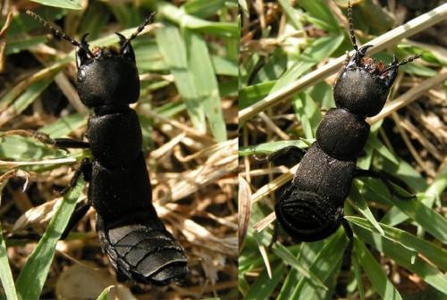 Ocypus olens
