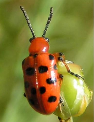 Réf. 158 : Crioceris duodecimpunctata