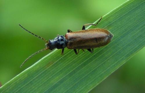Rhagonycha nigriventris
