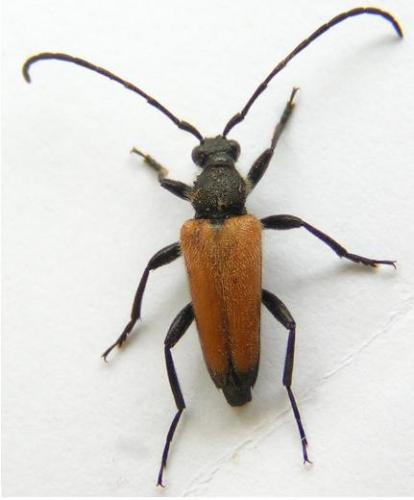 Stictoleptura fulva