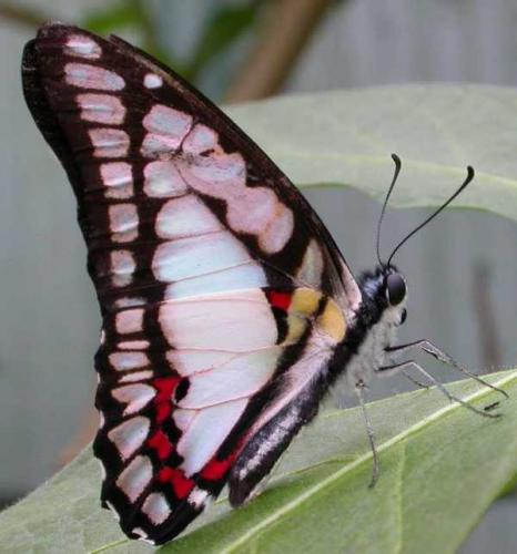 Réf. 759 : Graphium sp.
