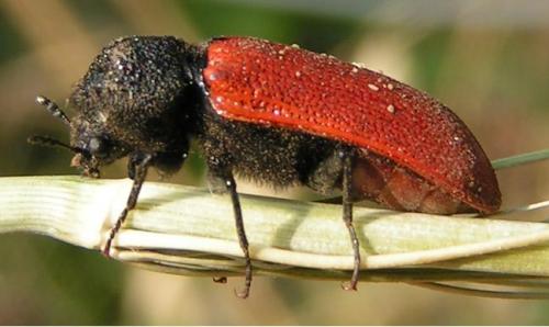 Bostrichus capucinus