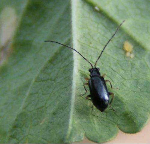 Réf. 173 : Luperus sp.