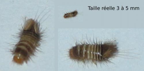 Anthrenus sp.