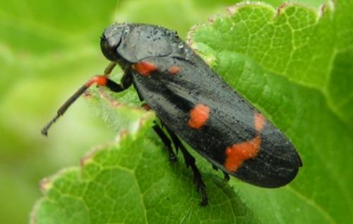 Réf. 125 : Cercopis intermedia