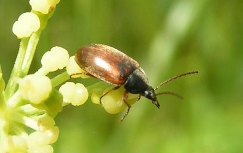 Réf. 121 : Isomira sp.