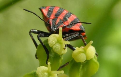 Graphosoma italicum