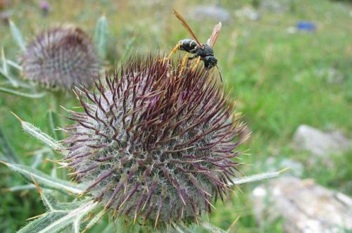 Polistes sp.