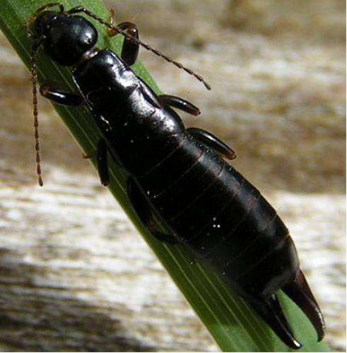 Euborellia moesta
