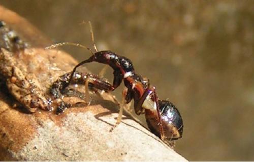 Réf. 189 : Himacerus mirmicoides