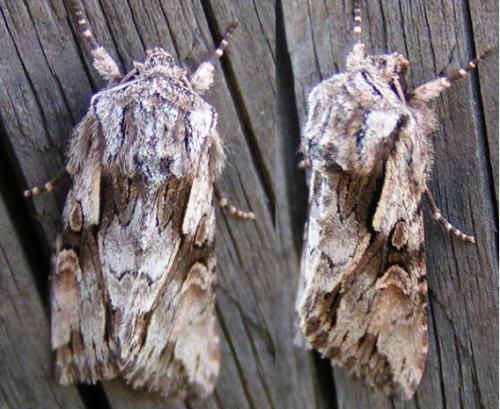 Chloantha hyperici