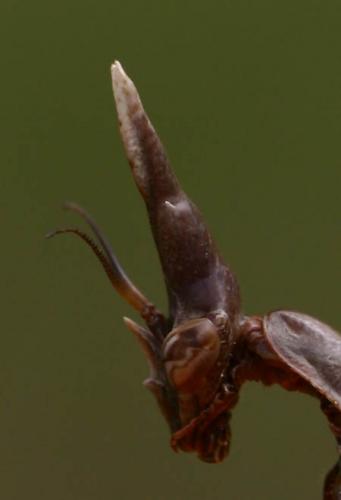 Réf. 893 : Empusa pennata