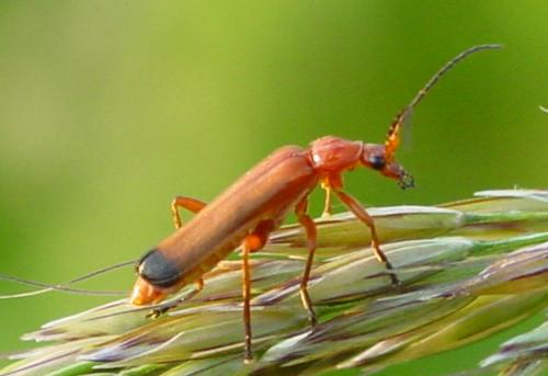 Rhagonycha fulva