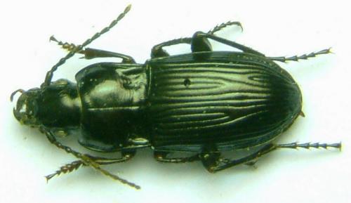 Réf. 800 : Abax sp.