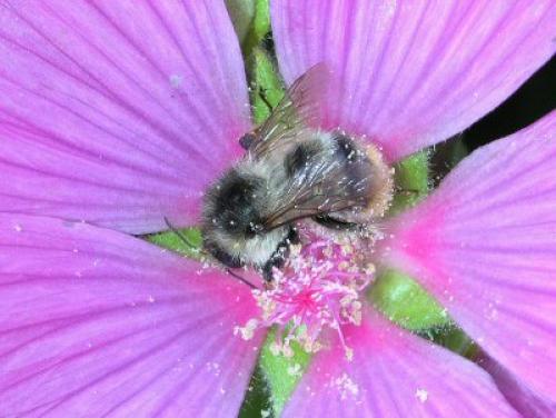 Bombus sp.