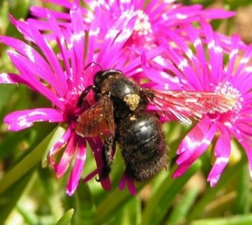 Xylocopa sp.