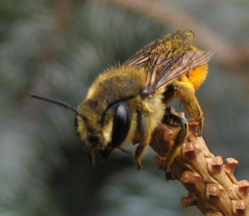 Megachile sp.