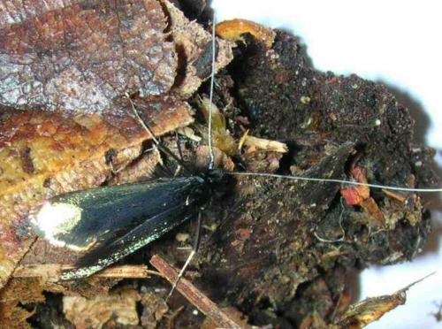 Adela reaumurella