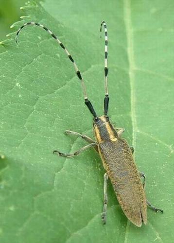 Agapanthia villosoviridescens
