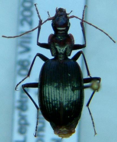 Réf. 838 : Platynus peirolerii