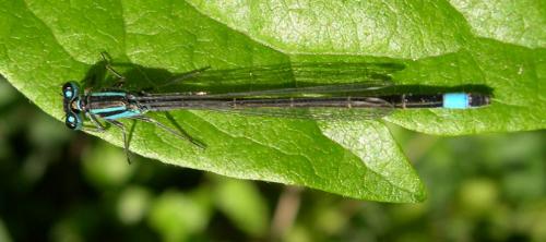 Ischnura elegans