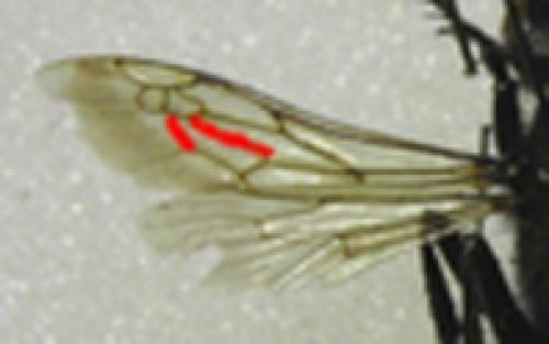 Podalonia hirsuta