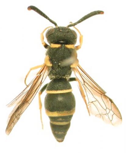 Réf. 8 : Alastor atropos