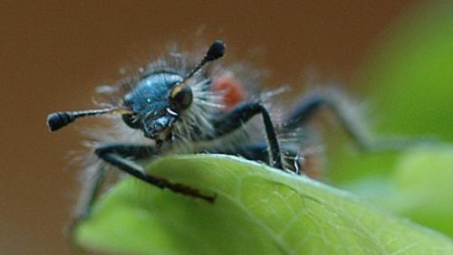 Trichodes alvearius