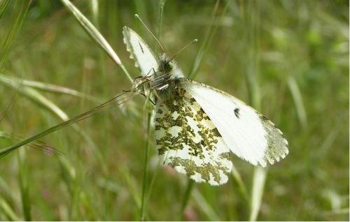 Anthocharis cardamines