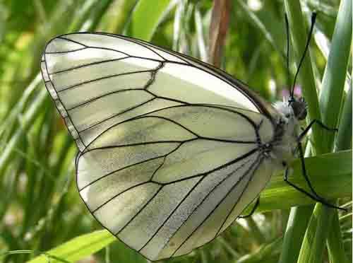Aporia crataegi