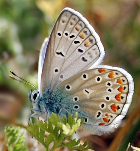 Réf. 316 : Polyommatus icarus