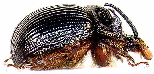 Odonteus armiger