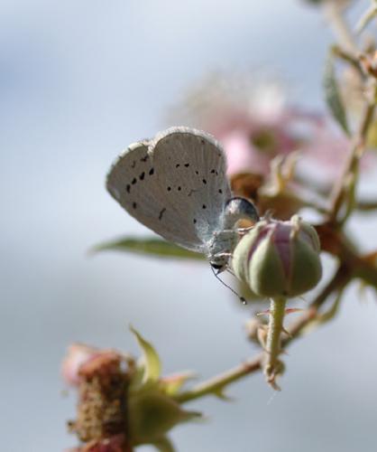 Réf. 317 : Celastrina argiolus